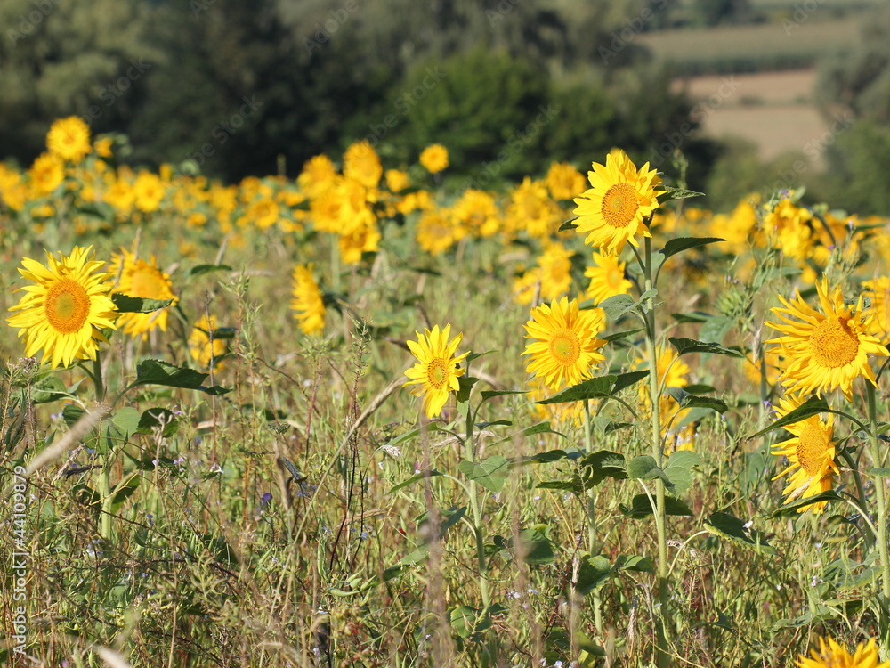 Sonnenblumenfeld in der Morgensonne