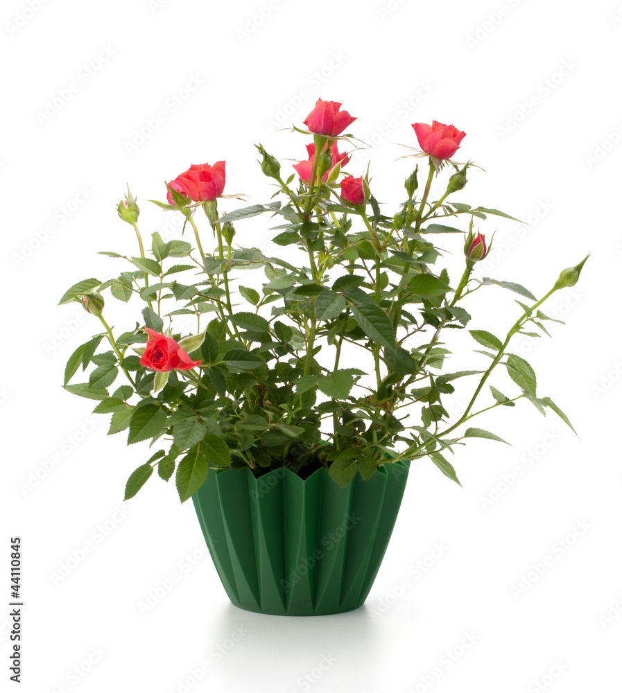 Beautiful rose in flowerpot Beautiful rose in flowerpot