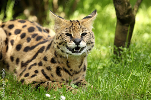serval (Leptailurus serval)  © Leca Isabelle