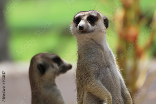Wallpaper Mural Meerkat Torontodigital.ca