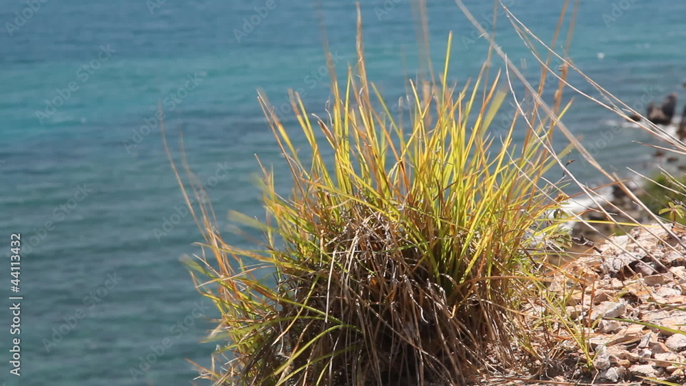 Little plant on the top of mountian with sea Little plant on the top of mountian with sea