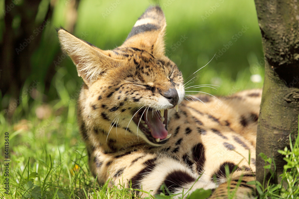 serval (Leptailurus serval) serval (Leptailurus serval)
