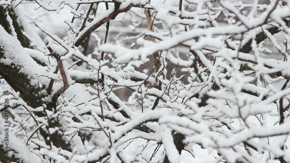 Trees in the snow