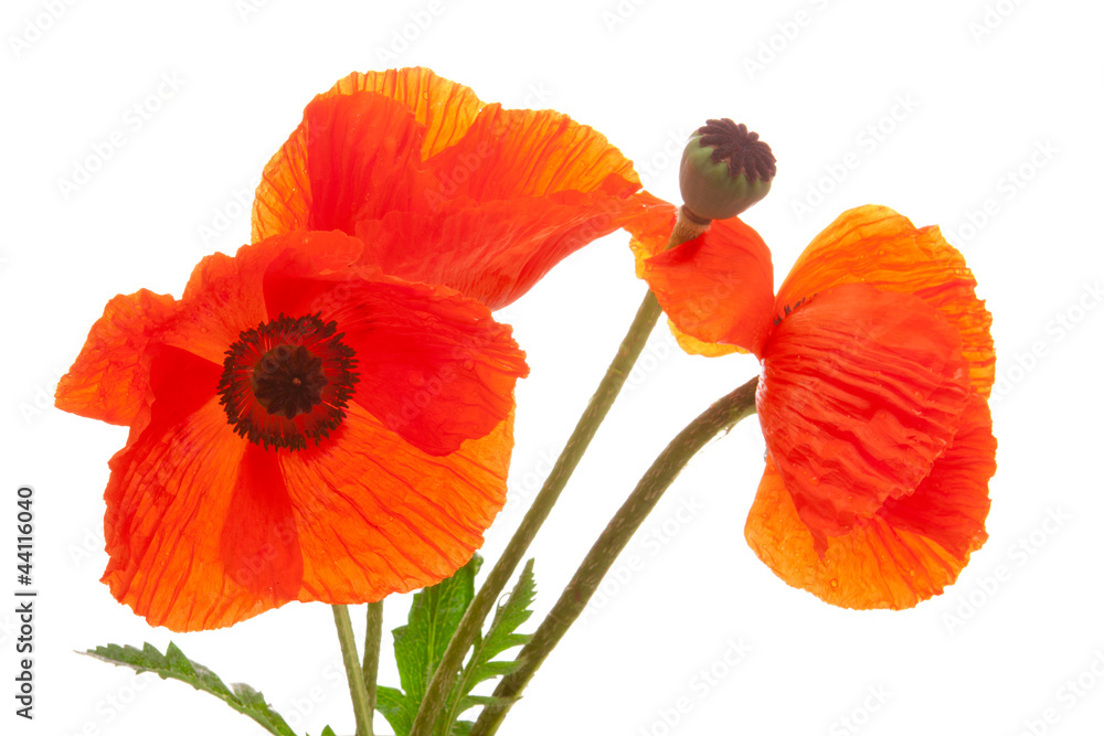 Obraz premium Poppies