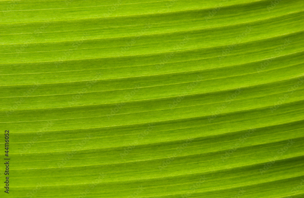 Green Leaf Background Green Leaf Background