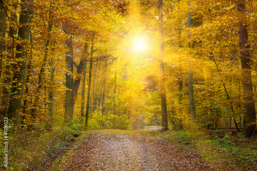 Sonne im Herbstwald, schwäbische Alb #44116022