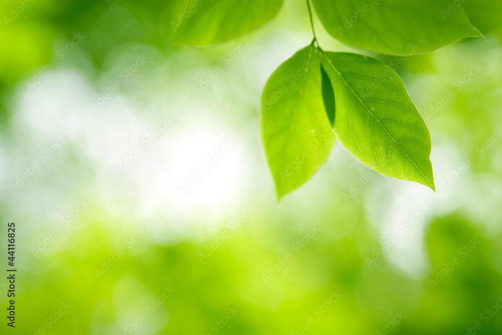 Green leaves in sunlight in a forest Green leaves in sunlight in a forest