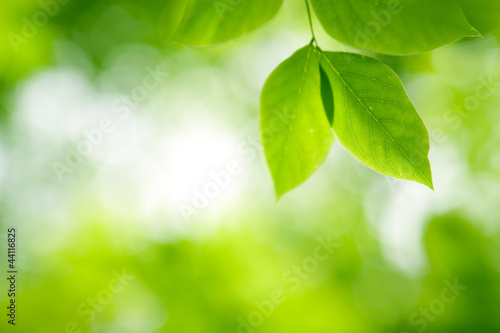 Green leaves in sunlight in a forest
