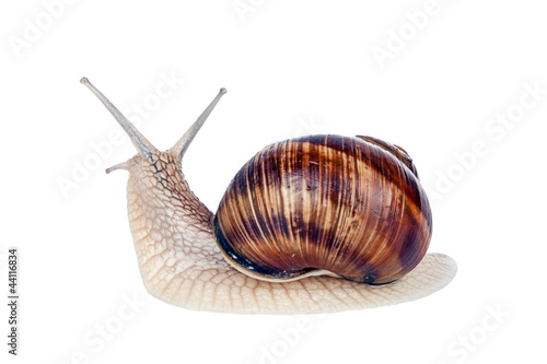 Garden spiral snail isolated on white background