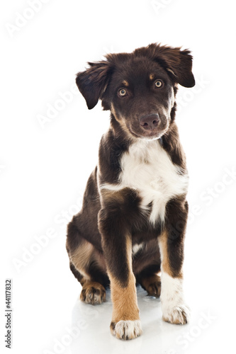 Fototapeta Naklejka Na Ścianę i Meble -  Australian Shepherd Dog