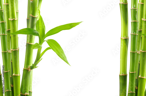 Canvas Print bamboo background
