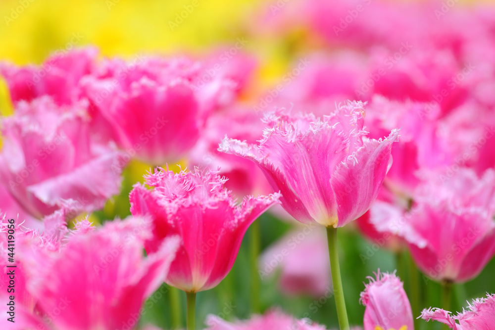 Obraz premium tulip in flower field