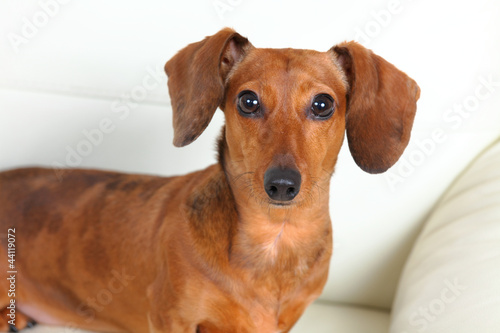 dachshund dog on sofa