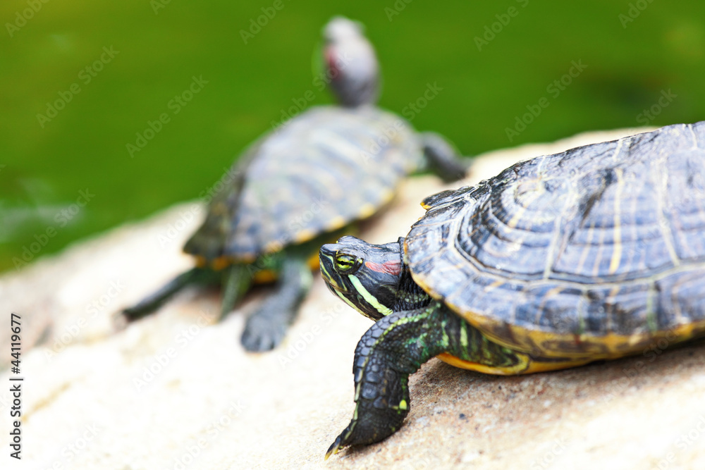 Obraz premium turtle