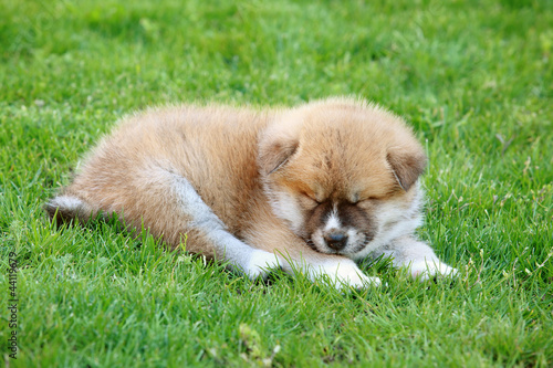 Akita baby dog sleeping at grass