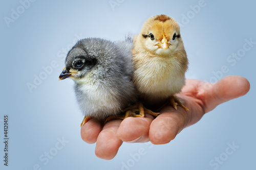 two day-old chicken on a hand photo