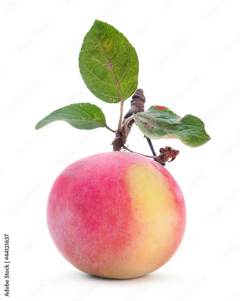 Fototapeta premium Apple fruit with leaf