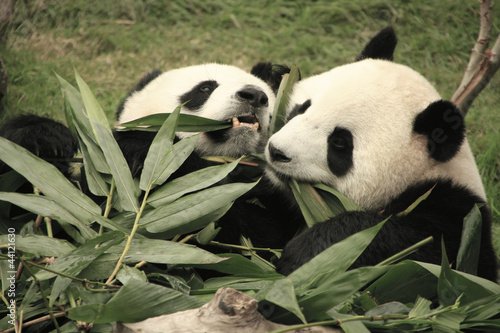 Giant panda bears eating bamboo, China photo