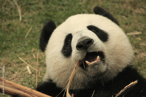 Portrait of giant panda bear eating bamboo, China photo