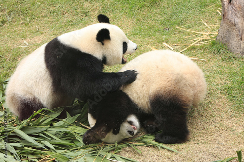 Fototapeta Naklejka Na Ścianę i Meble -  Giant panda bears rolling together, China