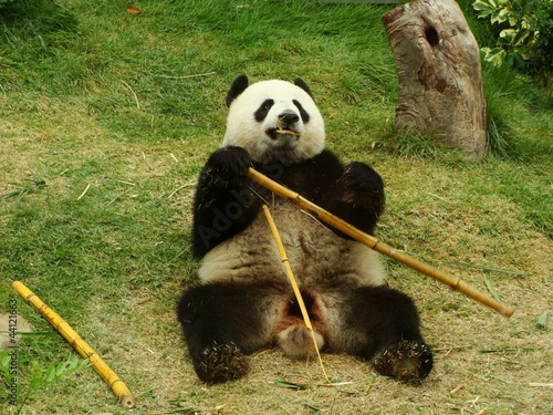 Giant panda bear eating bamboo, China photo