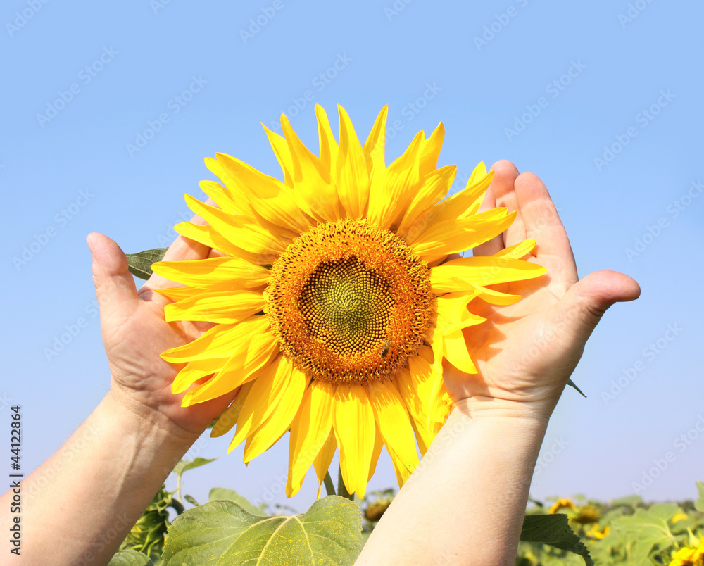 Fototapeta premium Sunflower in hands