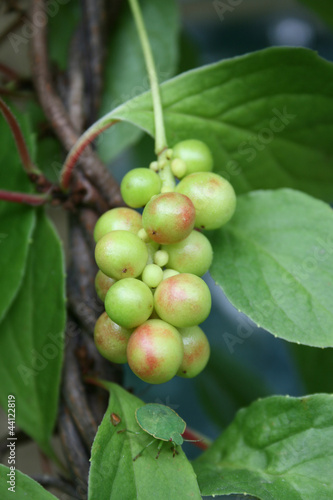 Wallpaper Mural Лимонник Torontodigital.ca
