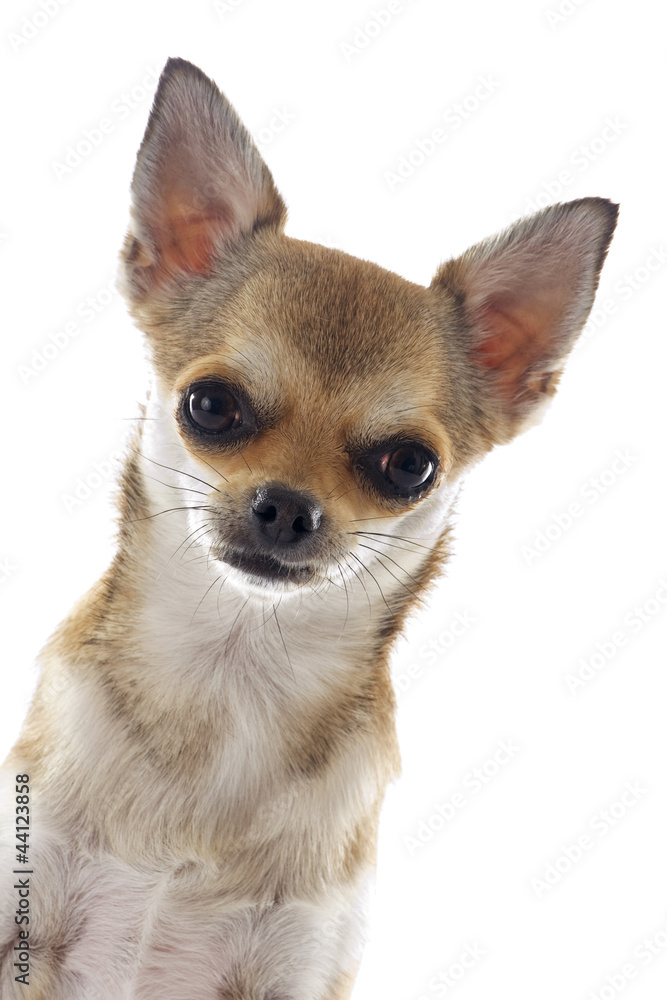 head of chihuahua