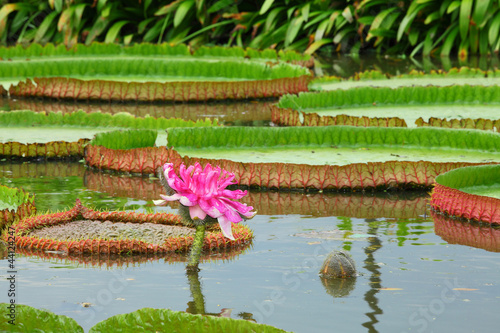 Fototapeta Naklejka Na Ścianę i Meble -  The  Victoria waterlily - the largest water lily in the world