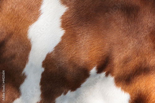 Red and white fur of a cow