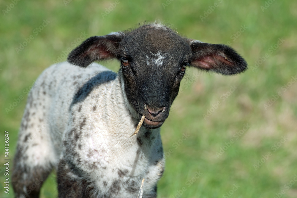 Fototapeta premium Lamm