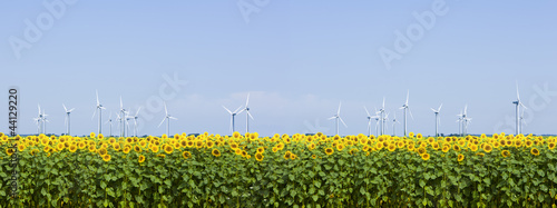 Windräder und Sonnenblumenfeld