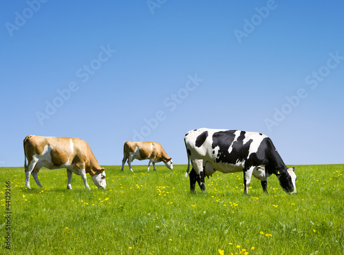 Milchkühe auf der Weide