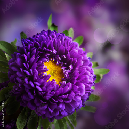 Dahlia flower design