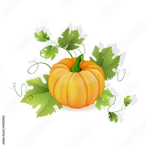 Orange pumpkin vegetable with green leaves