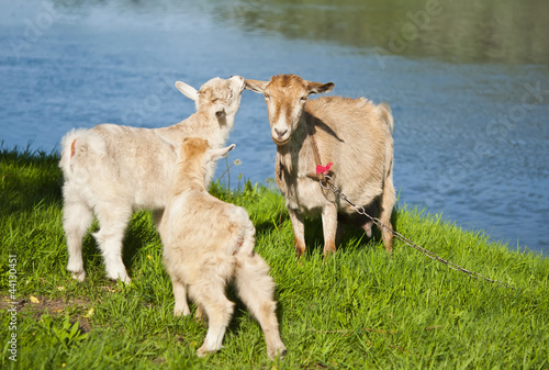 Fototapeta Naklejka Na Ścianę i Meble -  Goat with kids