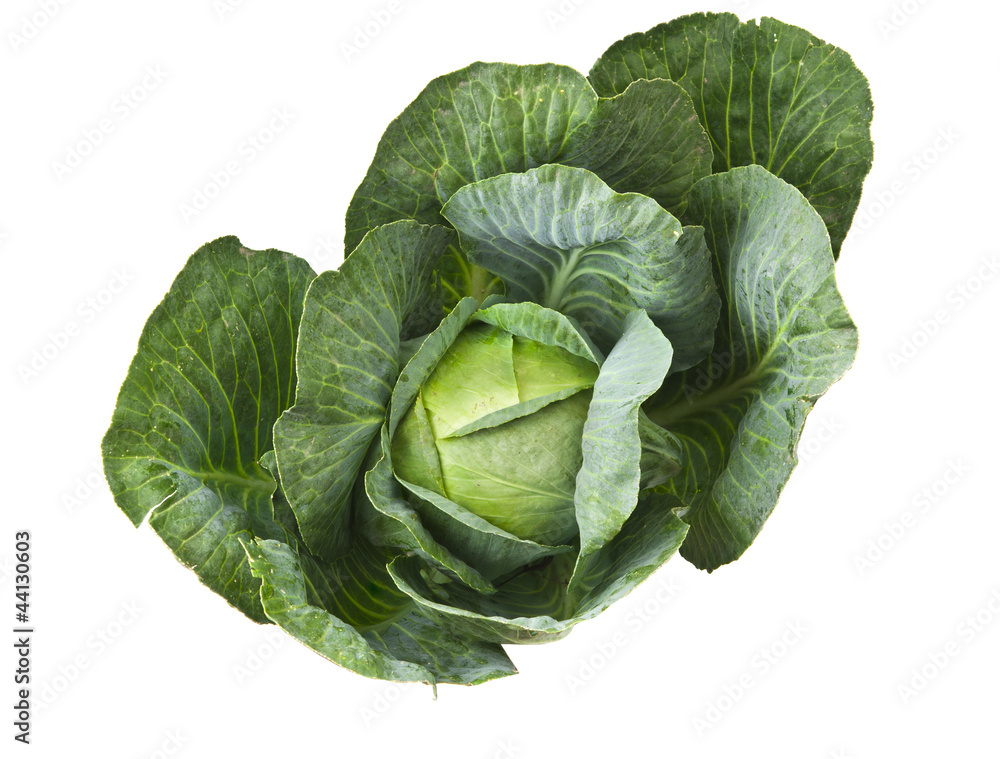 Fototapeta premium Cabbage isolated