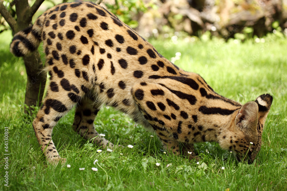 serval (Leptailurus serval) 