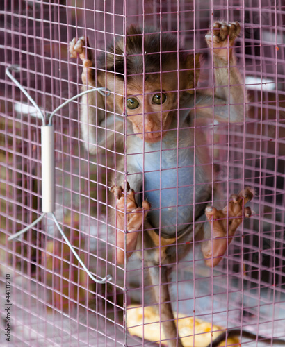 Photography Forlorn pet monkey