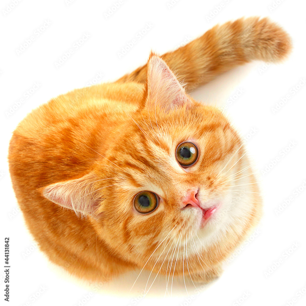 Fototapeta premium Red cat looking up isolated