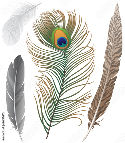 feathers