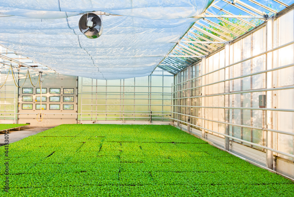 Naklejka premium greenhouse
