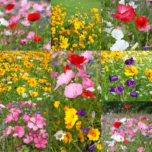 Fototapeta Naklejka Na Ścianę i Meble -  gazon fleuri jaune et rose