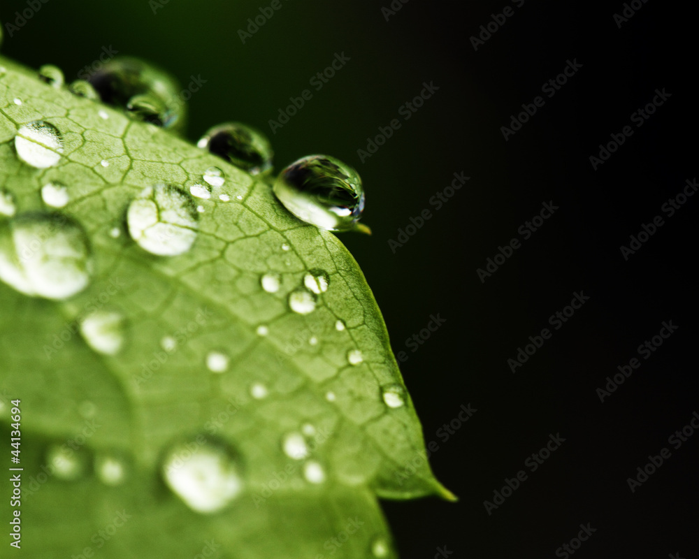 green leaf with drops of water