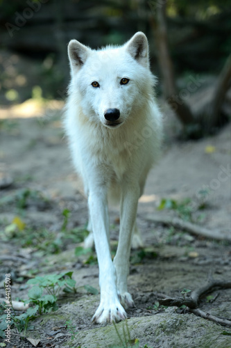 Portrait of Wolf