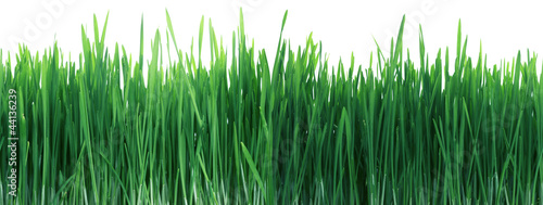 Green Grass Panorama Seamless Tile Tiling Repeating Isolated