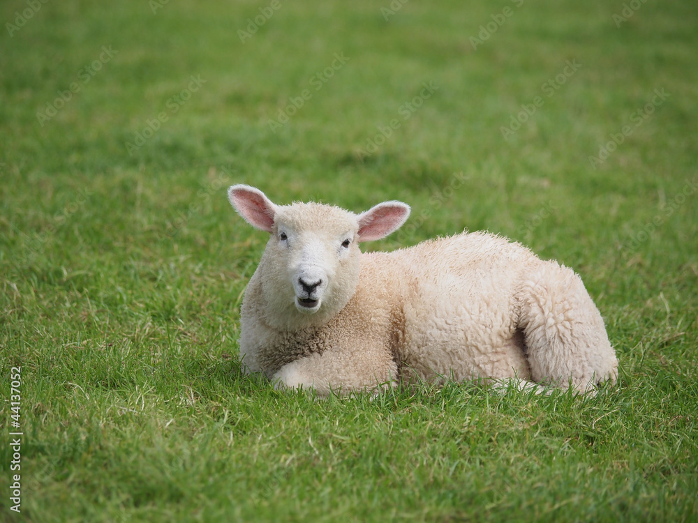 Cut Baby Lamb Cut Baby Lamb