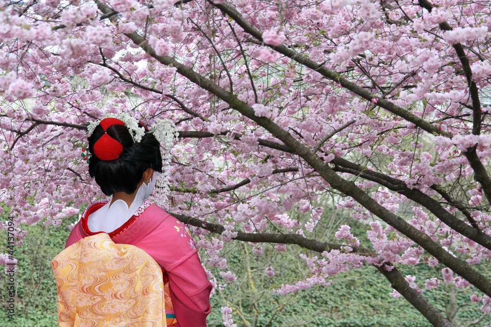 Fototapeta premium Gejsza i kwitnące drzewo Sakura
