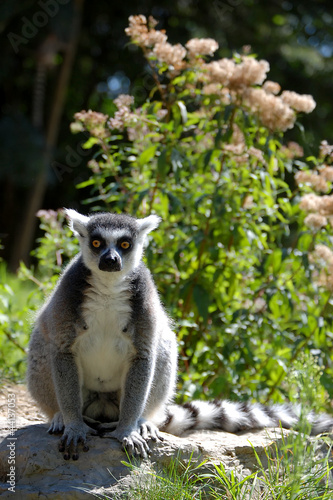 Lemur Sitting Sadly Alone