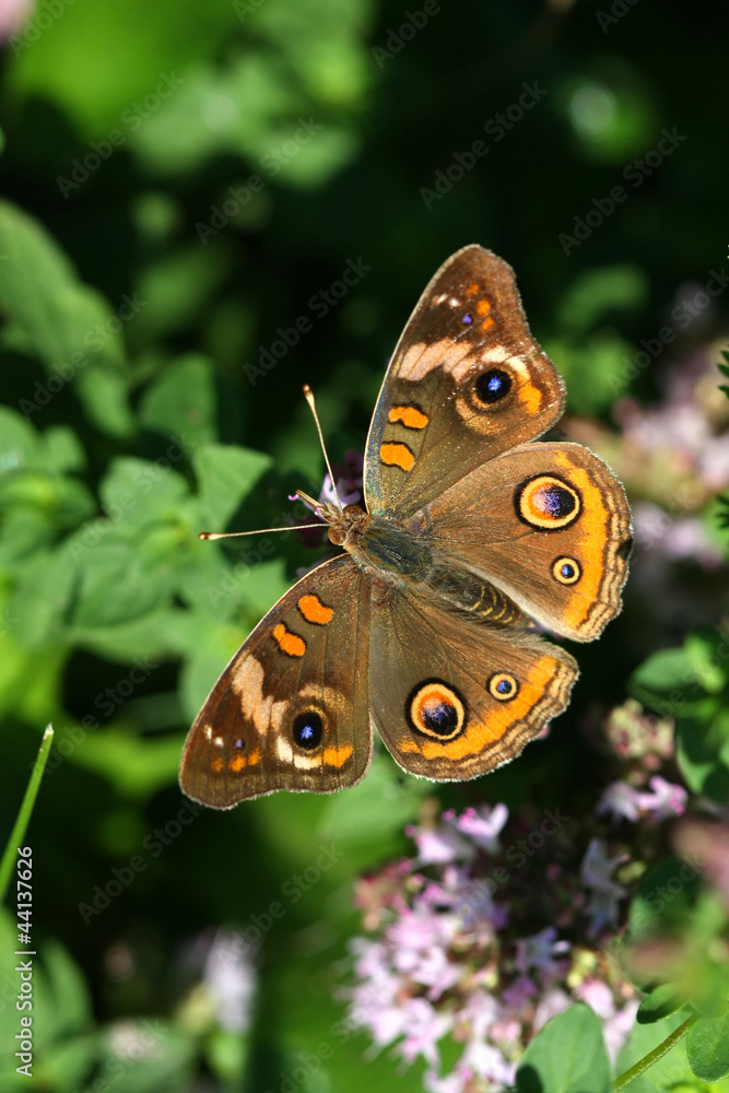Obraz premium Buckeye Butterfly